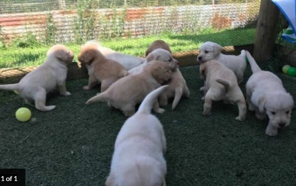 Geweldige labrador puppy’s