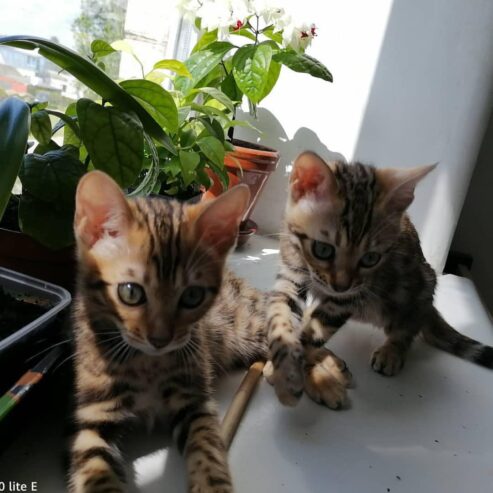 Bengaalse kittens