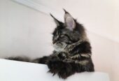 Schattige, piepkleine Maine Coon kittens met stamboom beschikbaar