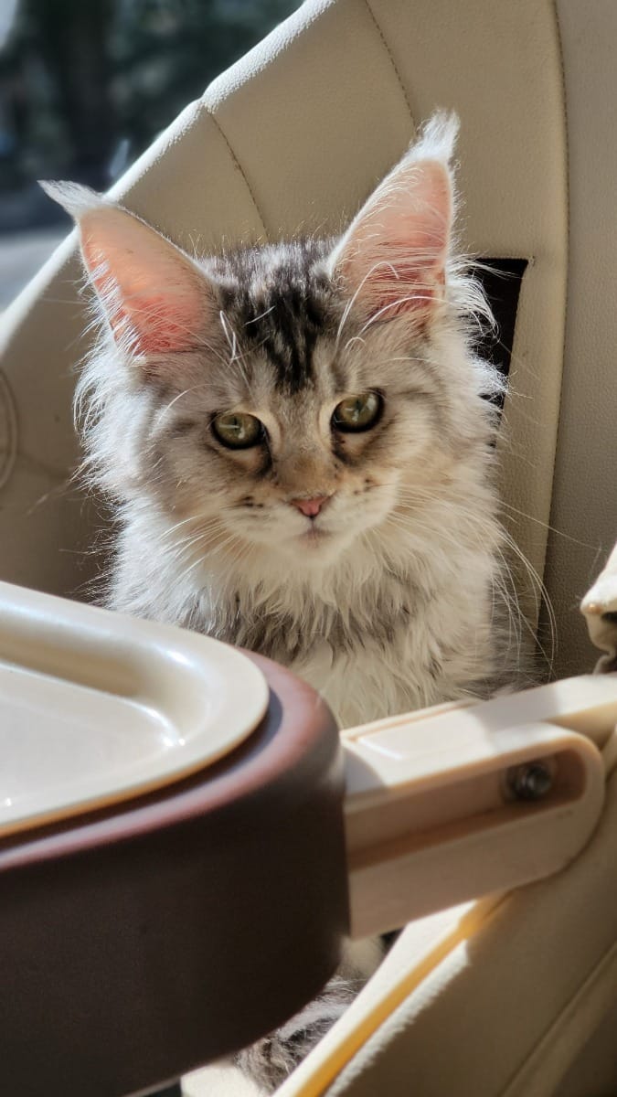 Schattige, piepkleine Maine Coon kittens met stamboom beschikbaar