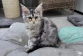Schattige, piepkleine Maine Coon kittens met stamboom beschikbaar