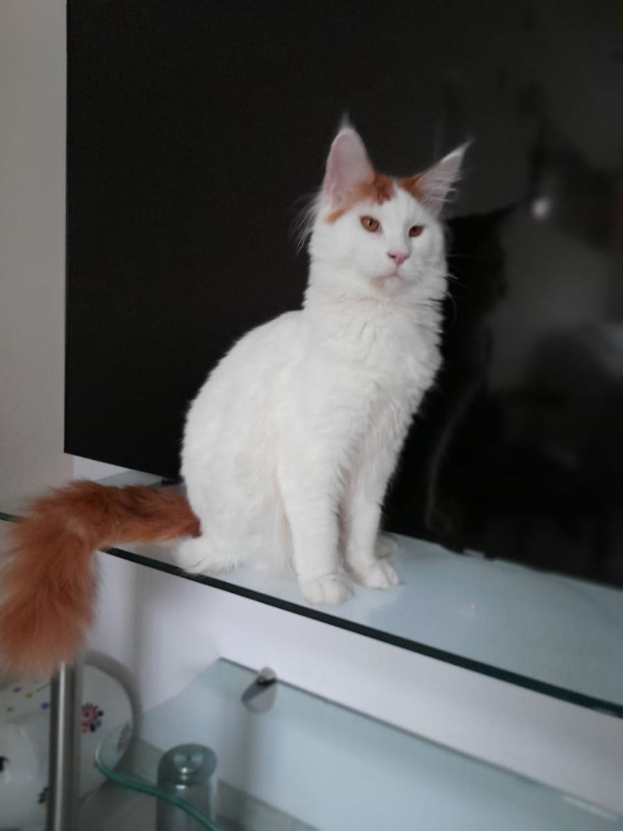 Schattige, piepkleine Maine Coon kittens met stamboom beschikbaar