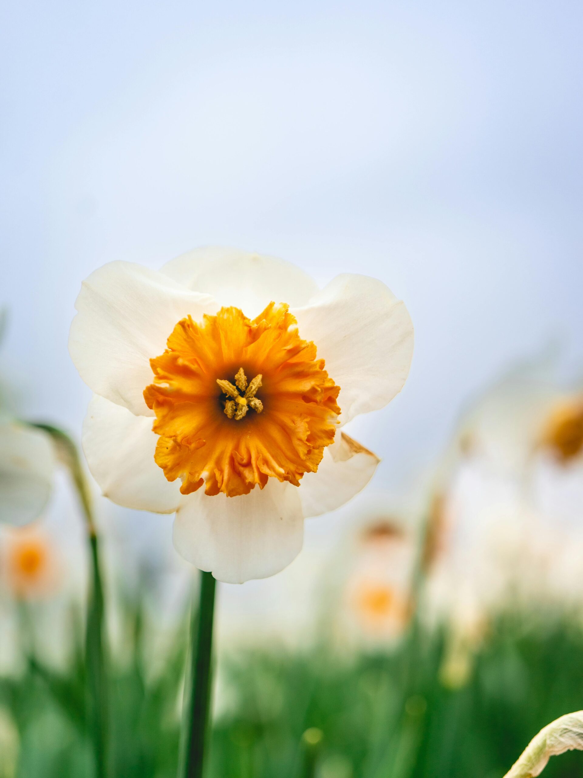 Appel 🍎 cider 100 capsules