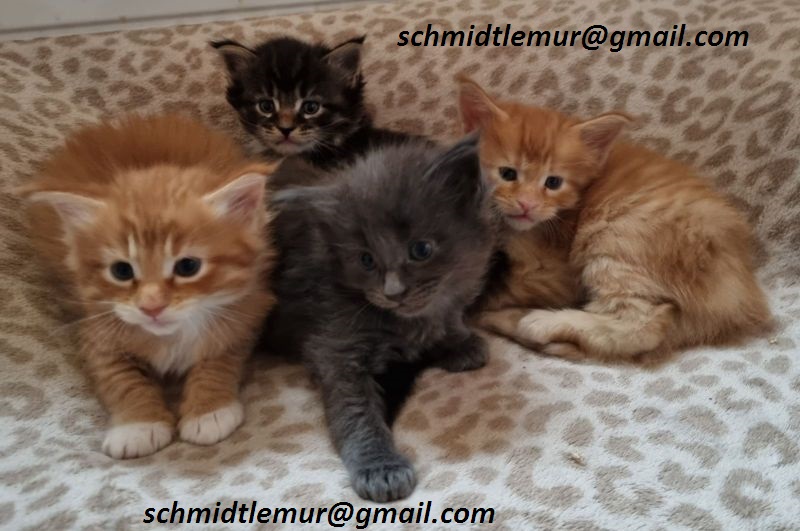 Rasechte Maine Coon-kittens voor herplaatsing